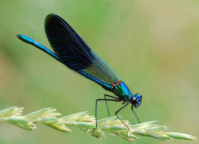 calopteryx splendens